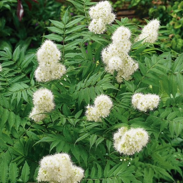 False Spirea