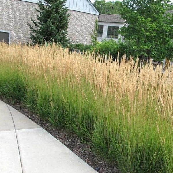 Feather Reed Grass