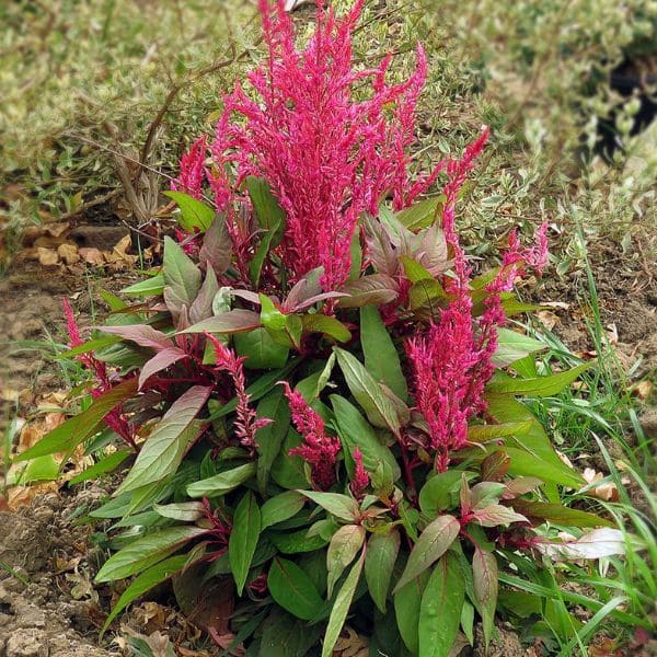 Features of Celosia Dragon's Breath