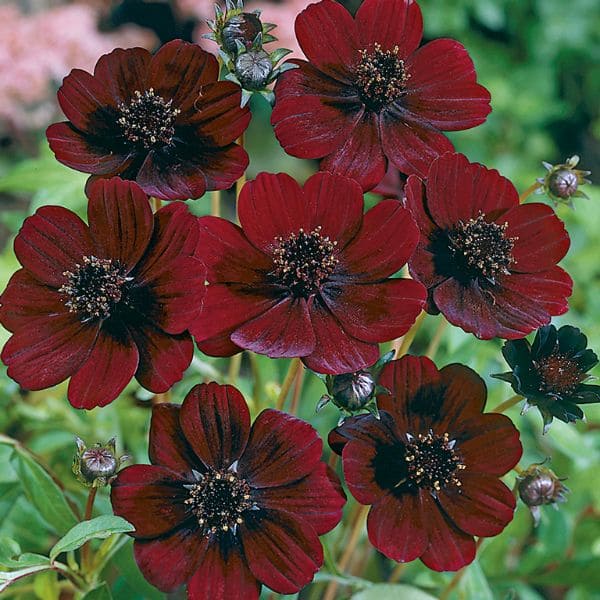 Features of Chocolate Cosmos