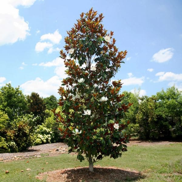 Features of Magnolia Tree