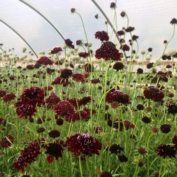 Features of Scabiosa Black Knight