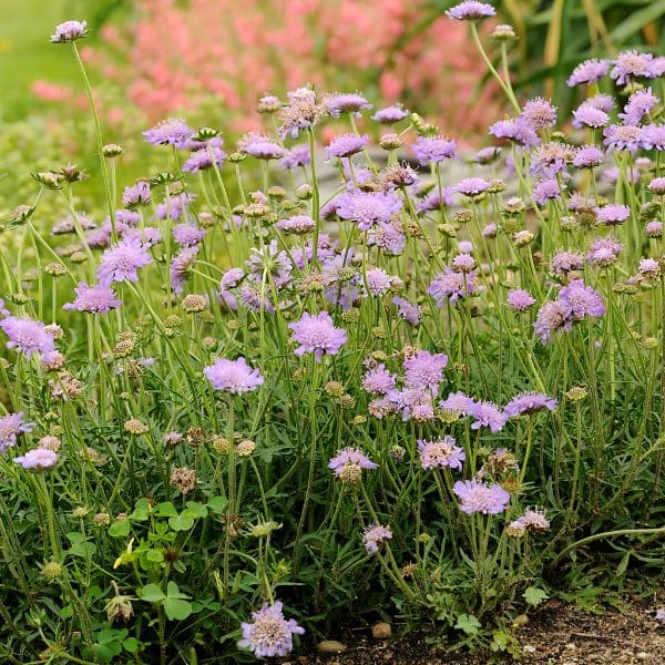 Features of Scabiosa ‘Butterfly Blue’