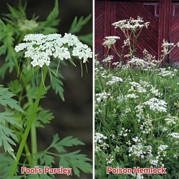 Fool's Parsley