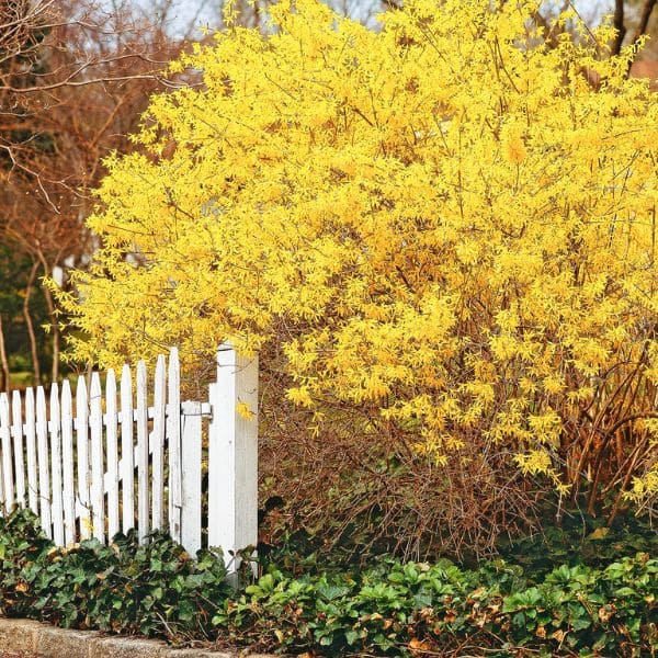 Forsythia