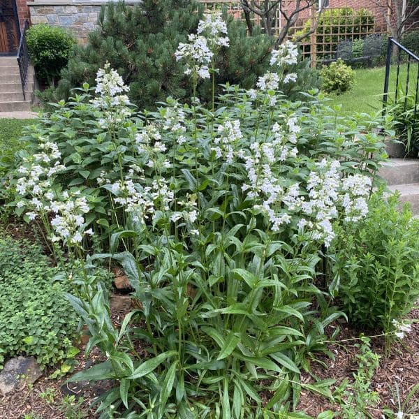 Foxglove Beardtongue