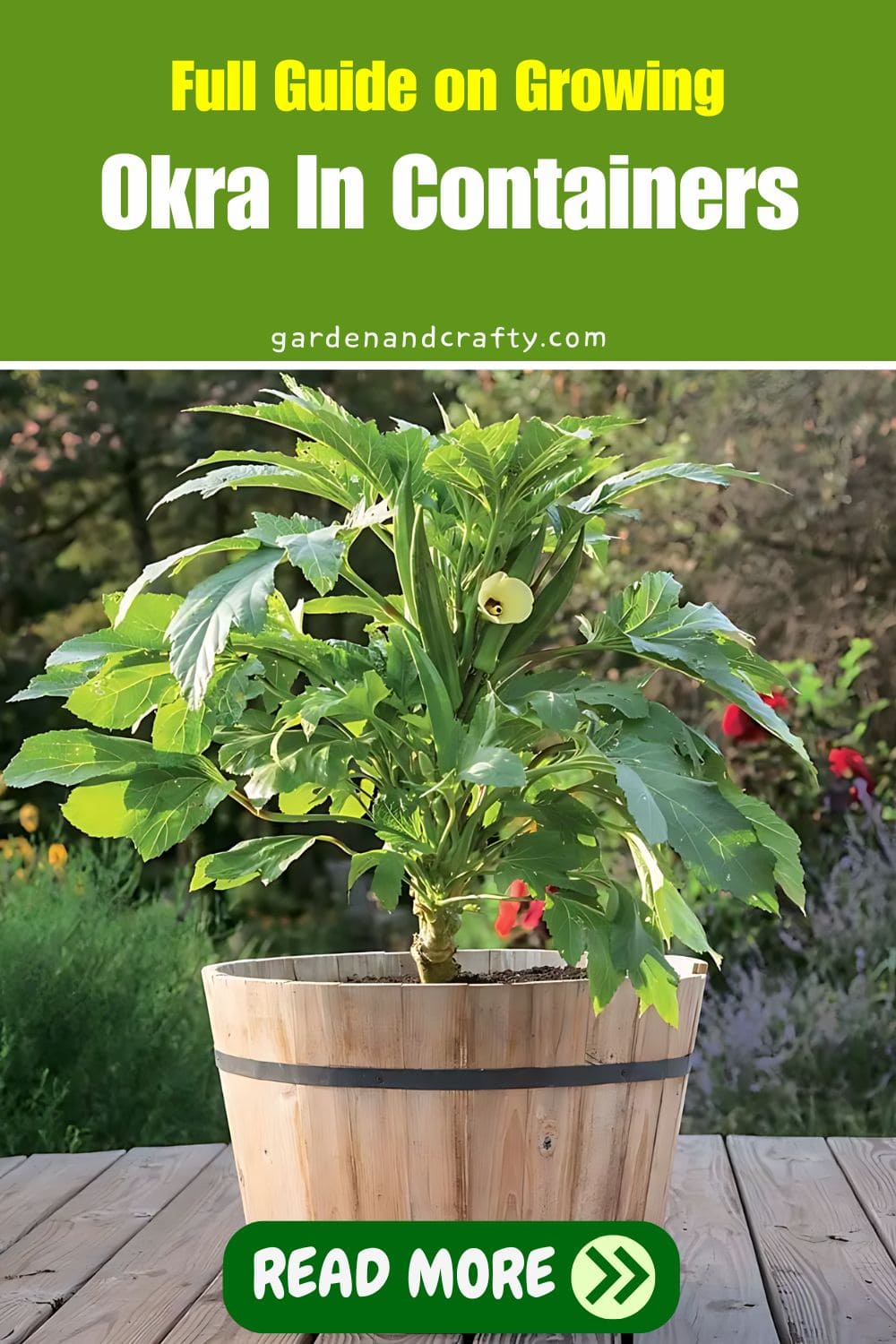 Full Guide on Growing Okra In Containers