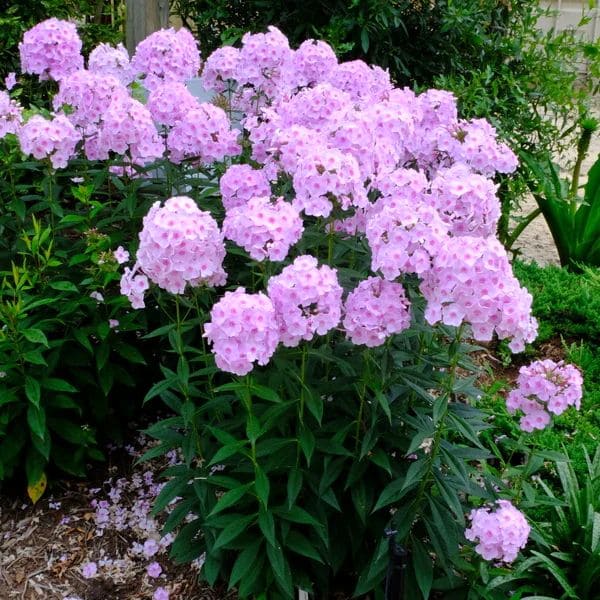 Garden Phlox