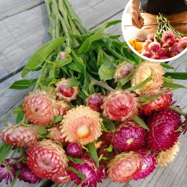 Gathering and Bunching Strawflowers