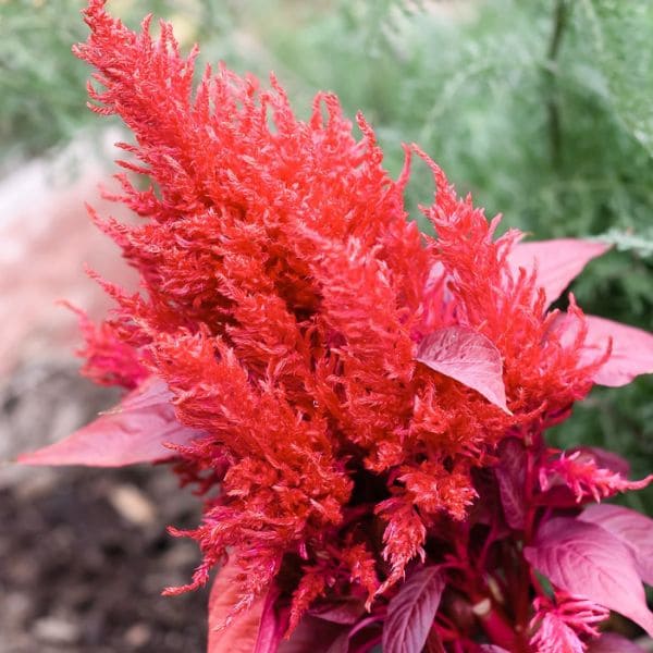 General Symbolism of Amaranth Flowers