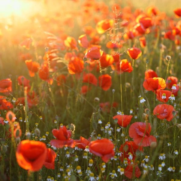 General Symbolism of Poppy Flowers