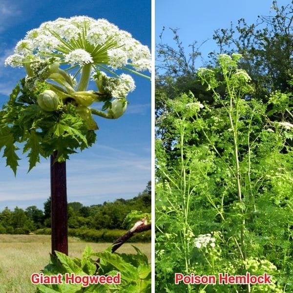 Giant Hogweed