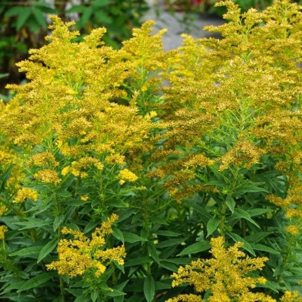 Goldenrod