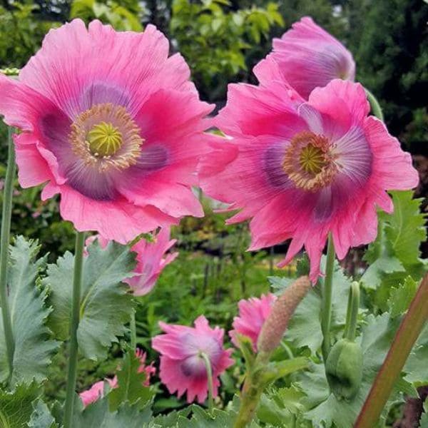 Green and Pink Poppy