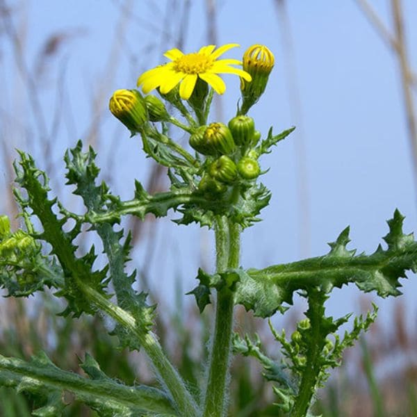 Groundsel