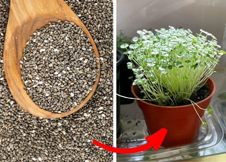 Growing Chia Seeds