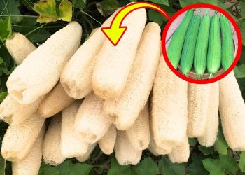 How to Grow Luffa In Your Garden How to Grow Luffa In Your Garden