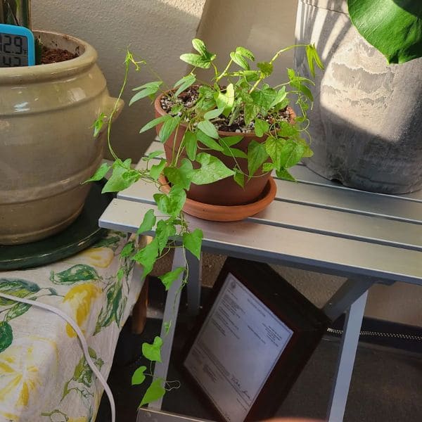 Growing Morning Glory In A Pot