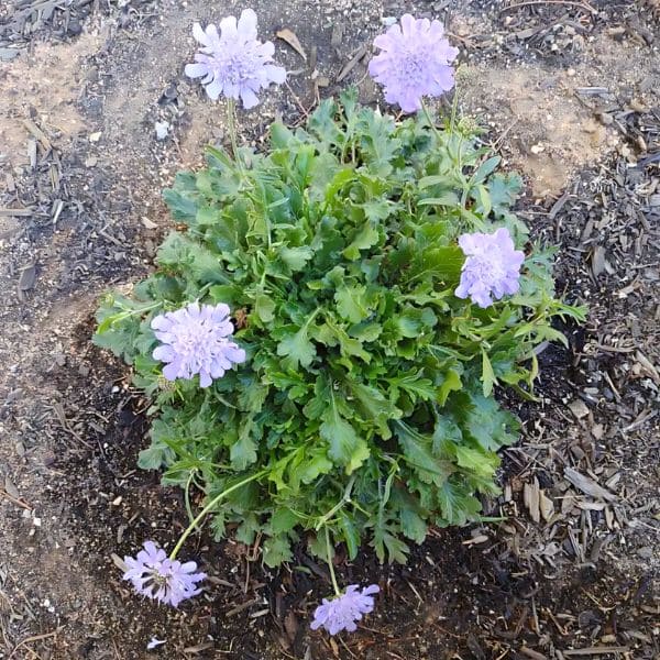 Growing Scabiosa ‘Butterfly Blue’