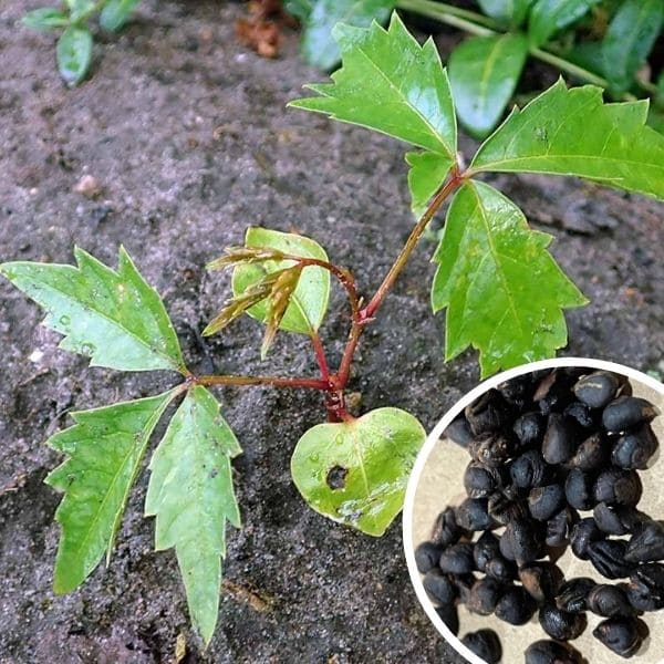 Growing Virginia Creeper