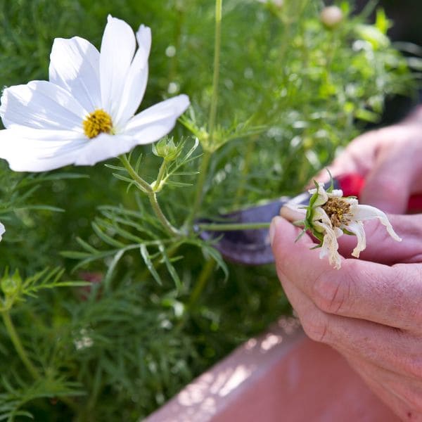 Growing and Caring For White Cosmos