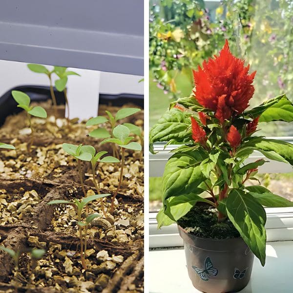 Growing and Caring for Celosia Dragon's Breath