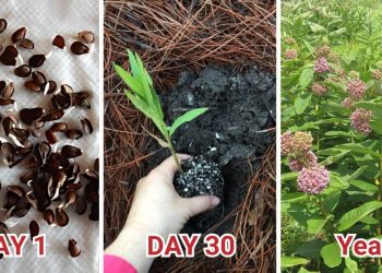 How to Grow and Care for Milkweed Growing Milkweed