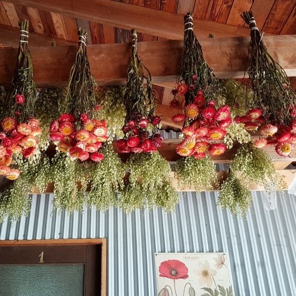 Hanging Strawflowers to Dry