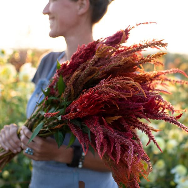 Harvest