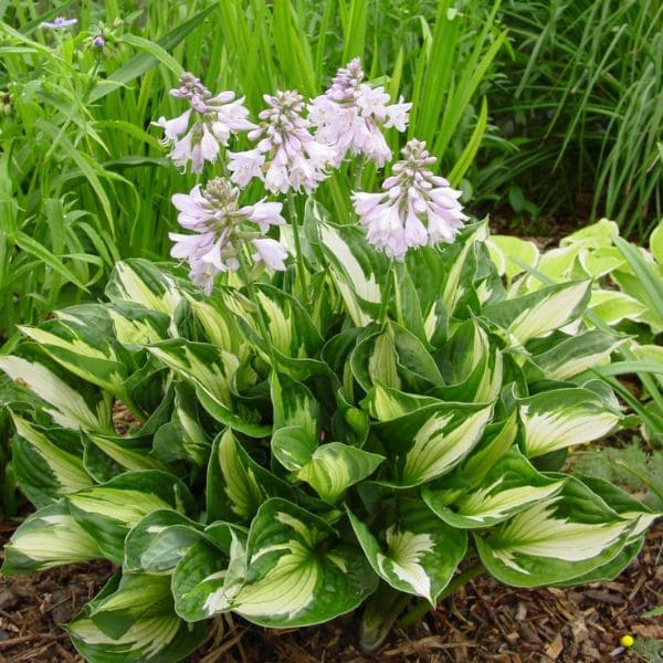 Hosta