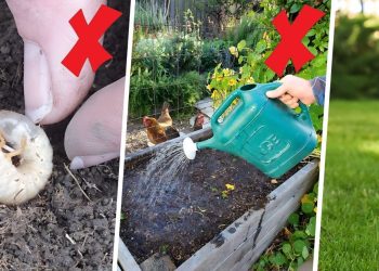 How To Control Lawn Grubs