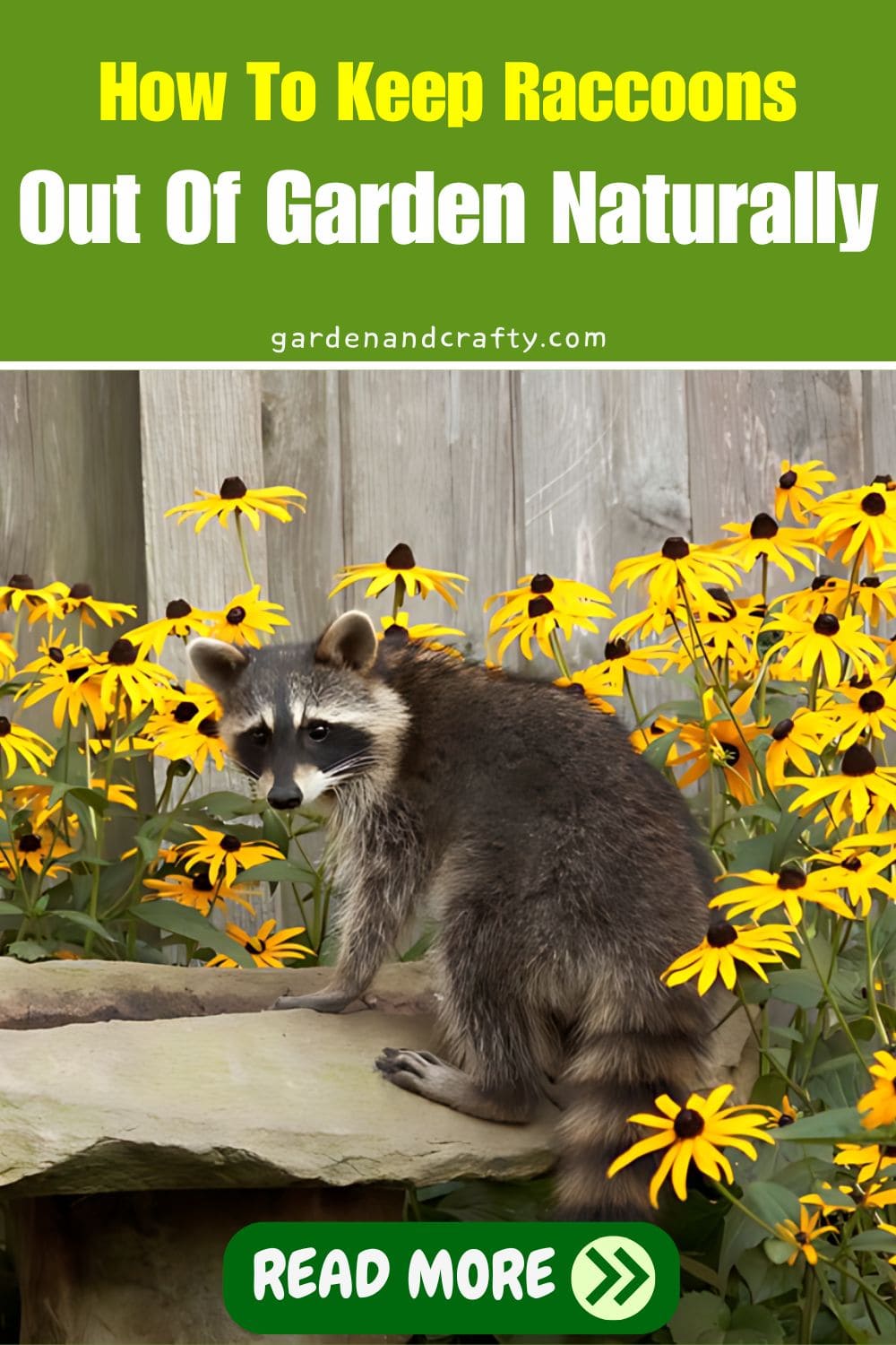 How To Keep Raccoons Out Of Garden Naturally