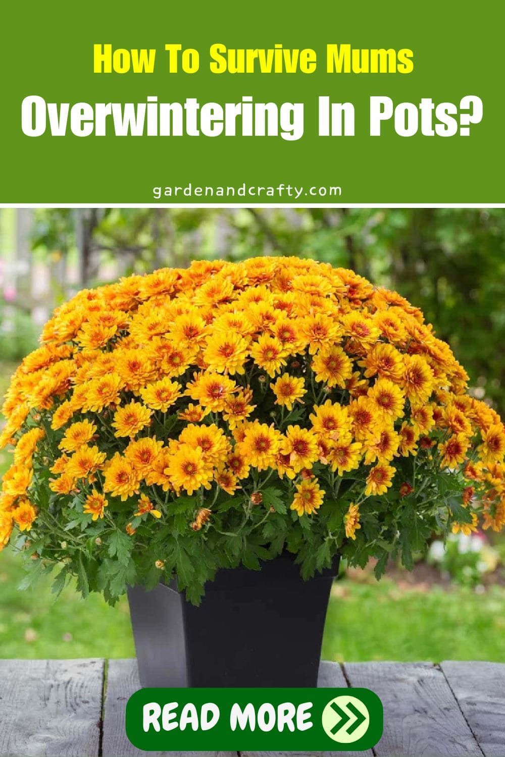 How To Survive Mums Overwintering In Pots