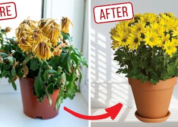 How to Bring Mums Back to Life How to Bring Mums Back to Life