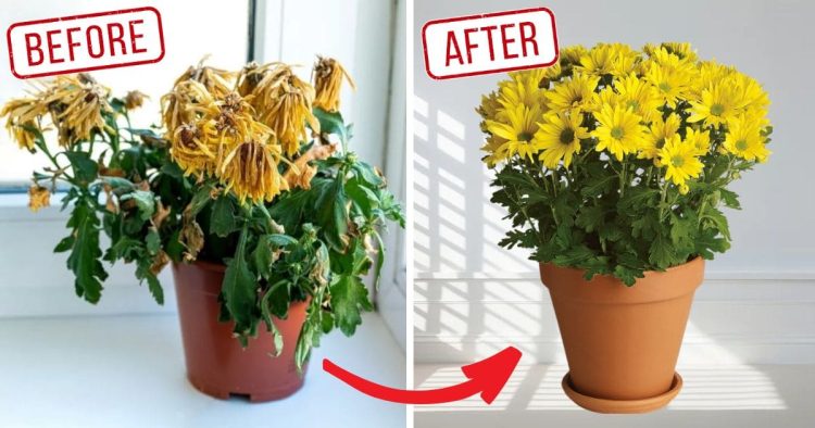 How to Bring Mums Back to Life