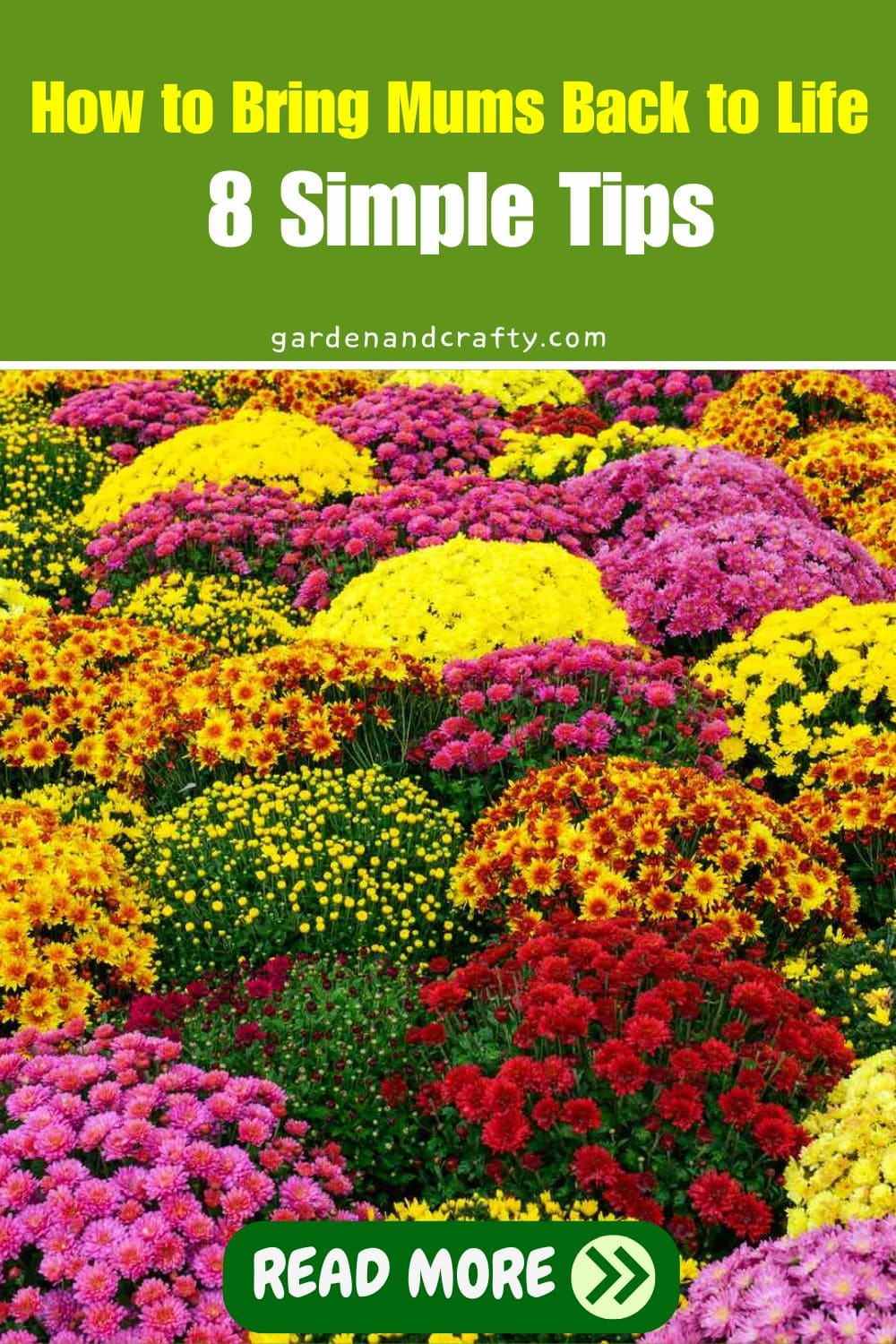 How to Bring Mums Back to Life: 8 Simple Tips