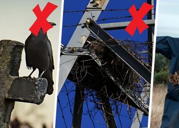 How to Get Rid Of Crows Safely And Effectively How to Get Rid Of Crows