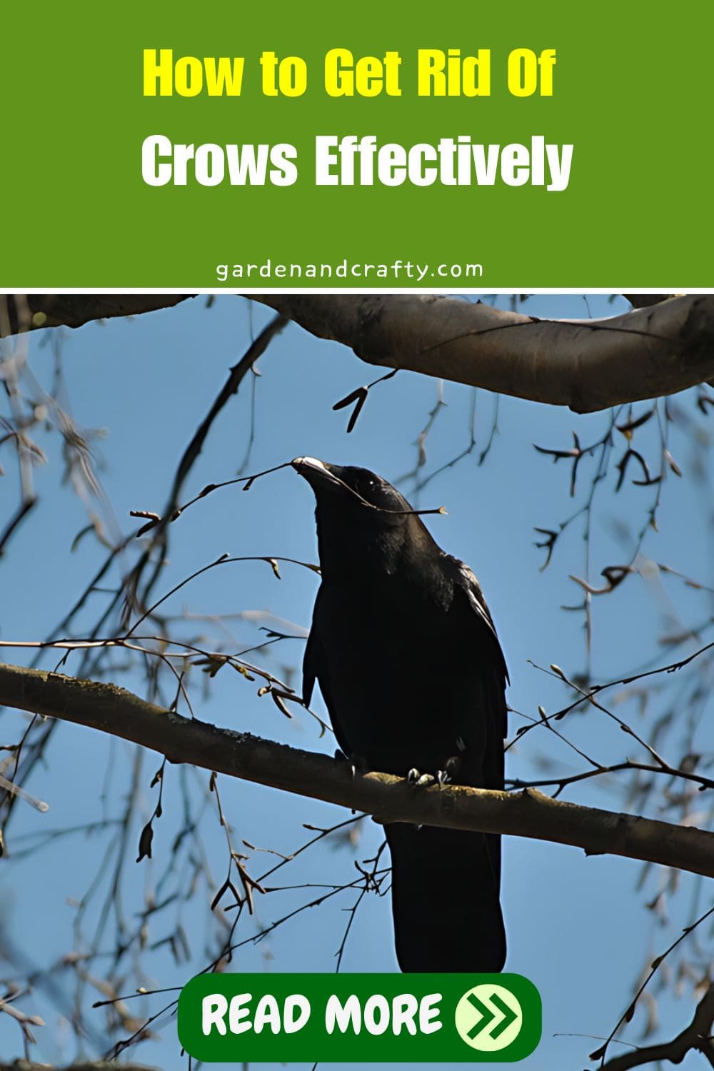 How to Get Rid Of Crows Effectively