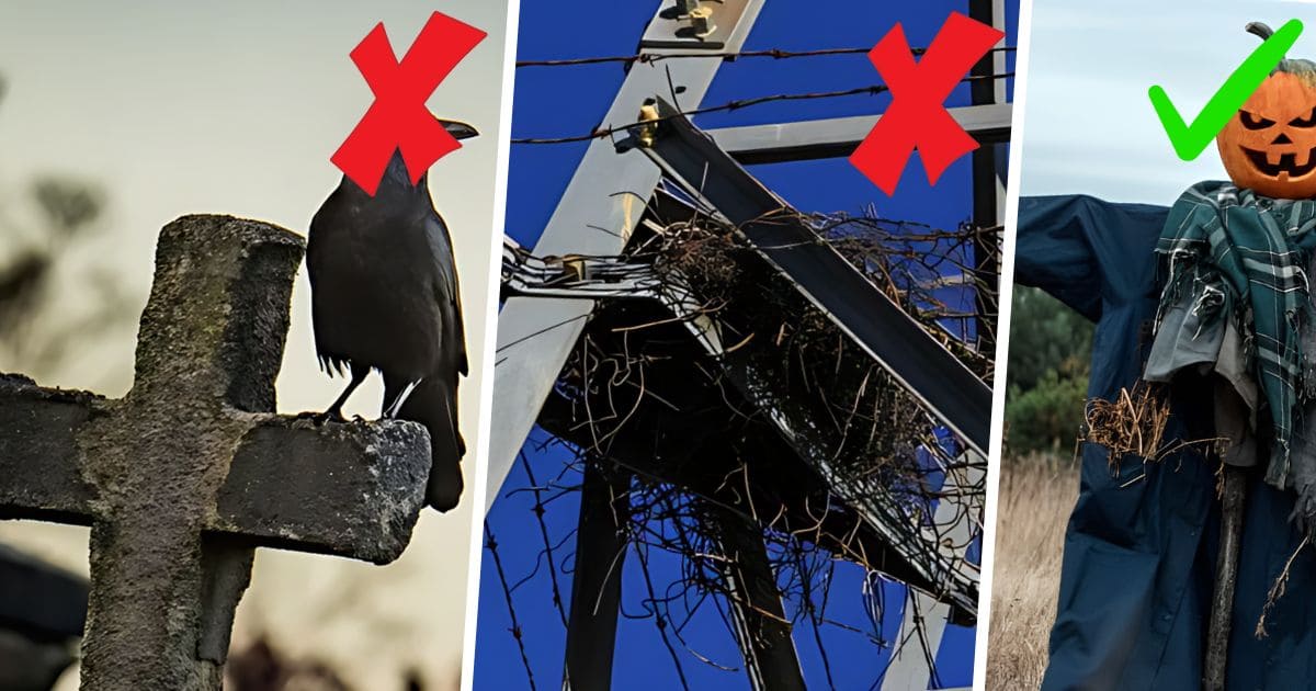 How to Get Rid Of Crows Safely And Effectively