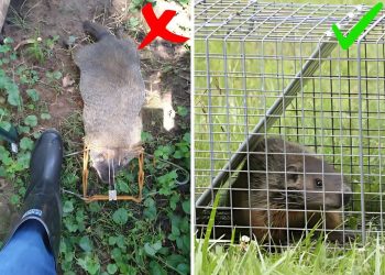 How to Get Rid Of Groundhogs Safely And Effectively How to Get Rid Of Groundhogs