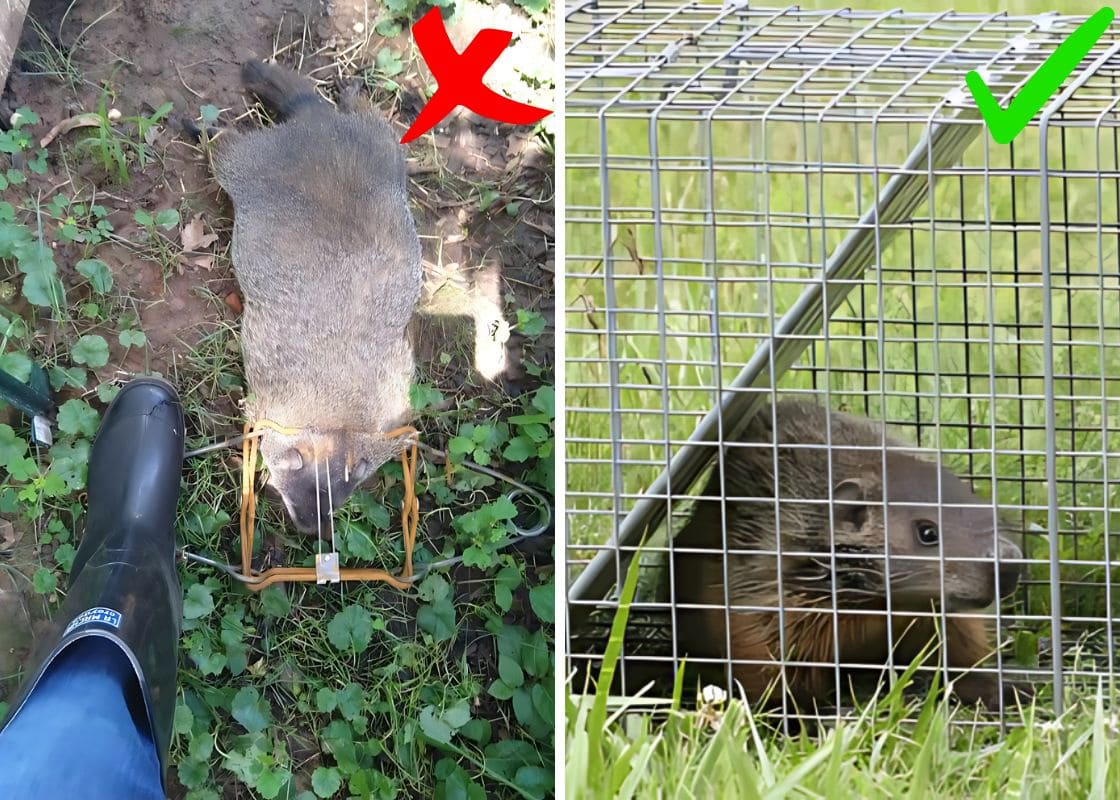 How to Get Rid Of Groundhogs Safely And Effectively