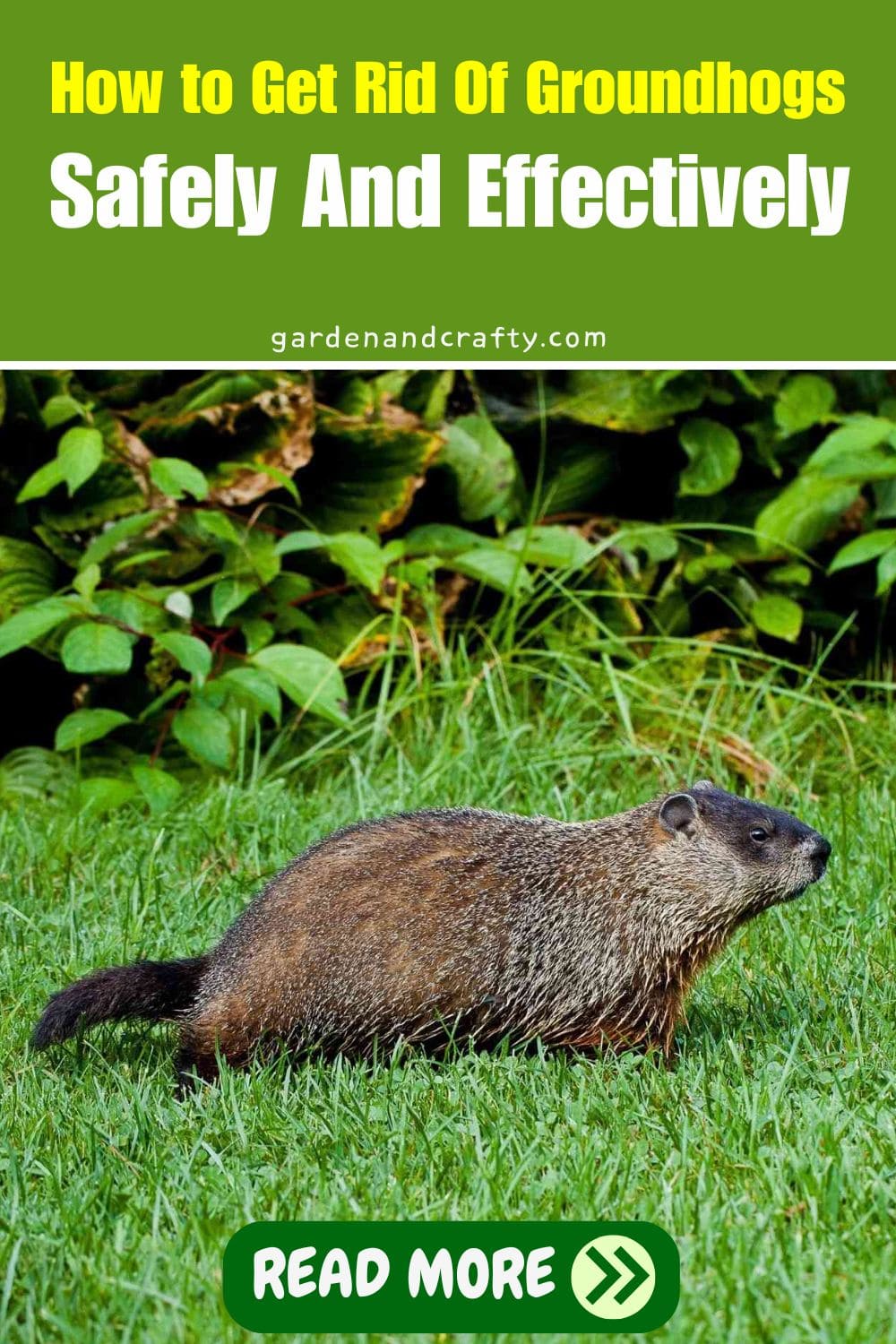 How to Get Rid Of Groundhogs Safely And Effectively