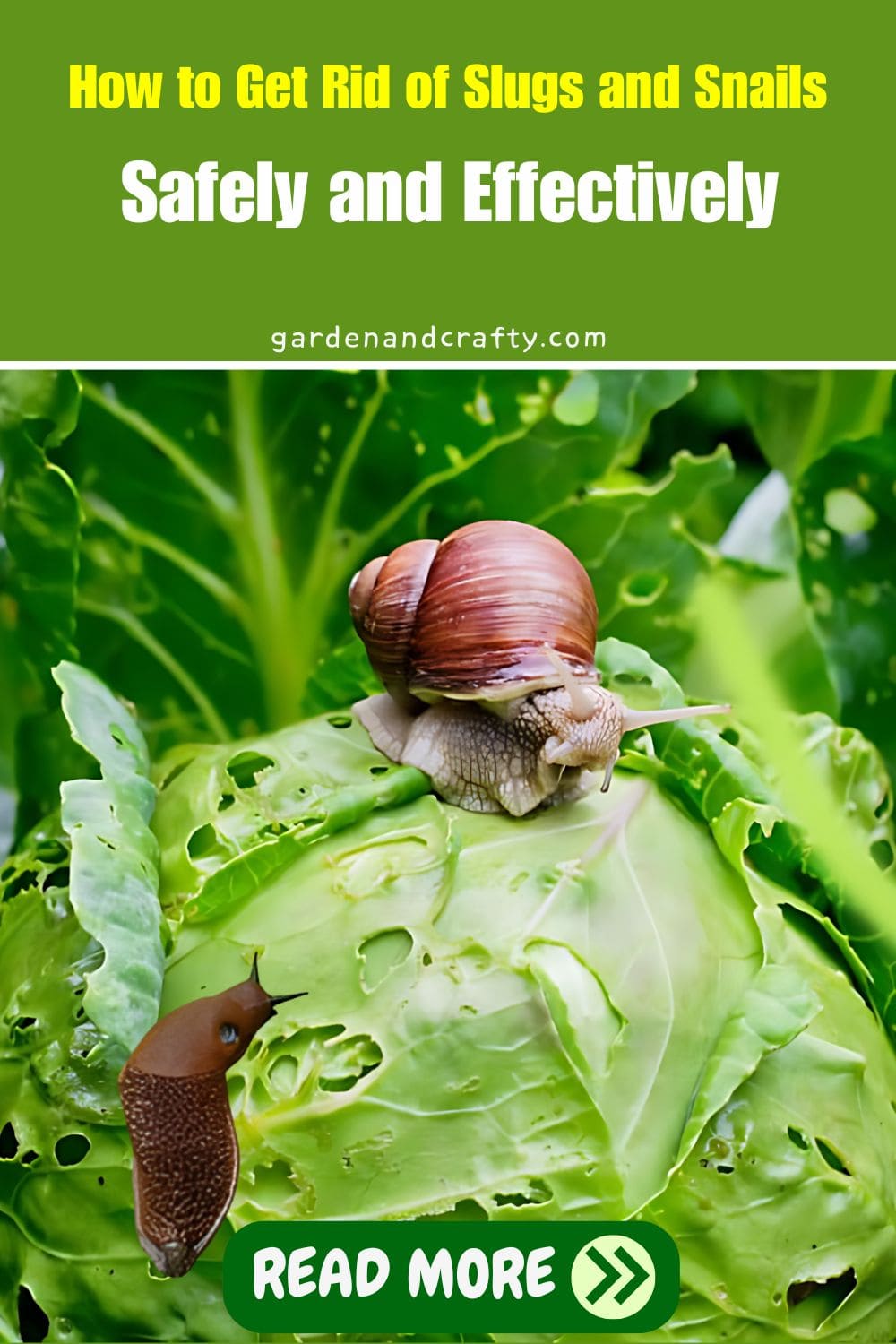 How to Get Rid of Slugs and Snails Safely and Effectively