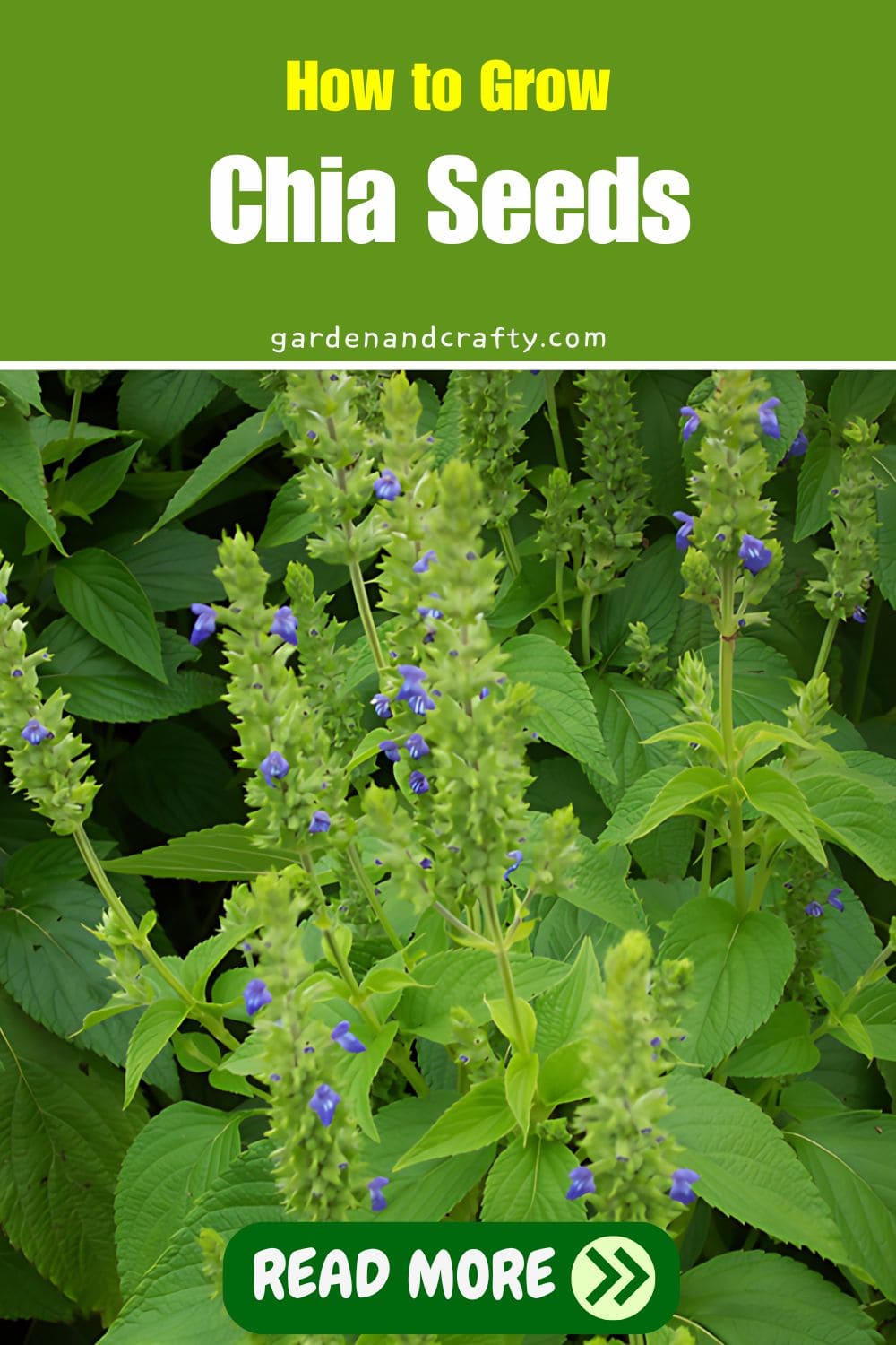 How to Grow Chia Seeds