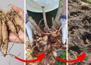 How to Grow Dahlia Plants