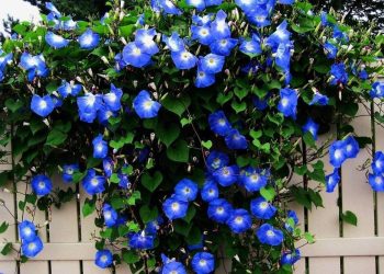 How to Plant And Care for Morning Glory How to Grow Morning Glory