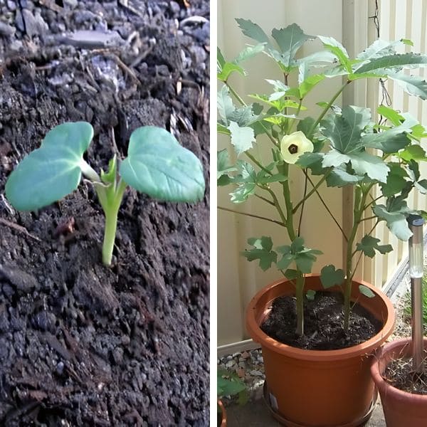 How to Grow Okra In Containers