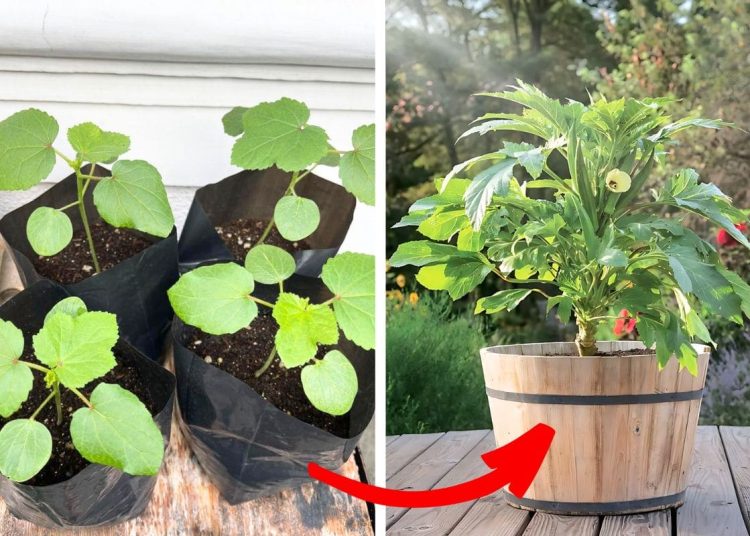 How to Grow Okra Plant