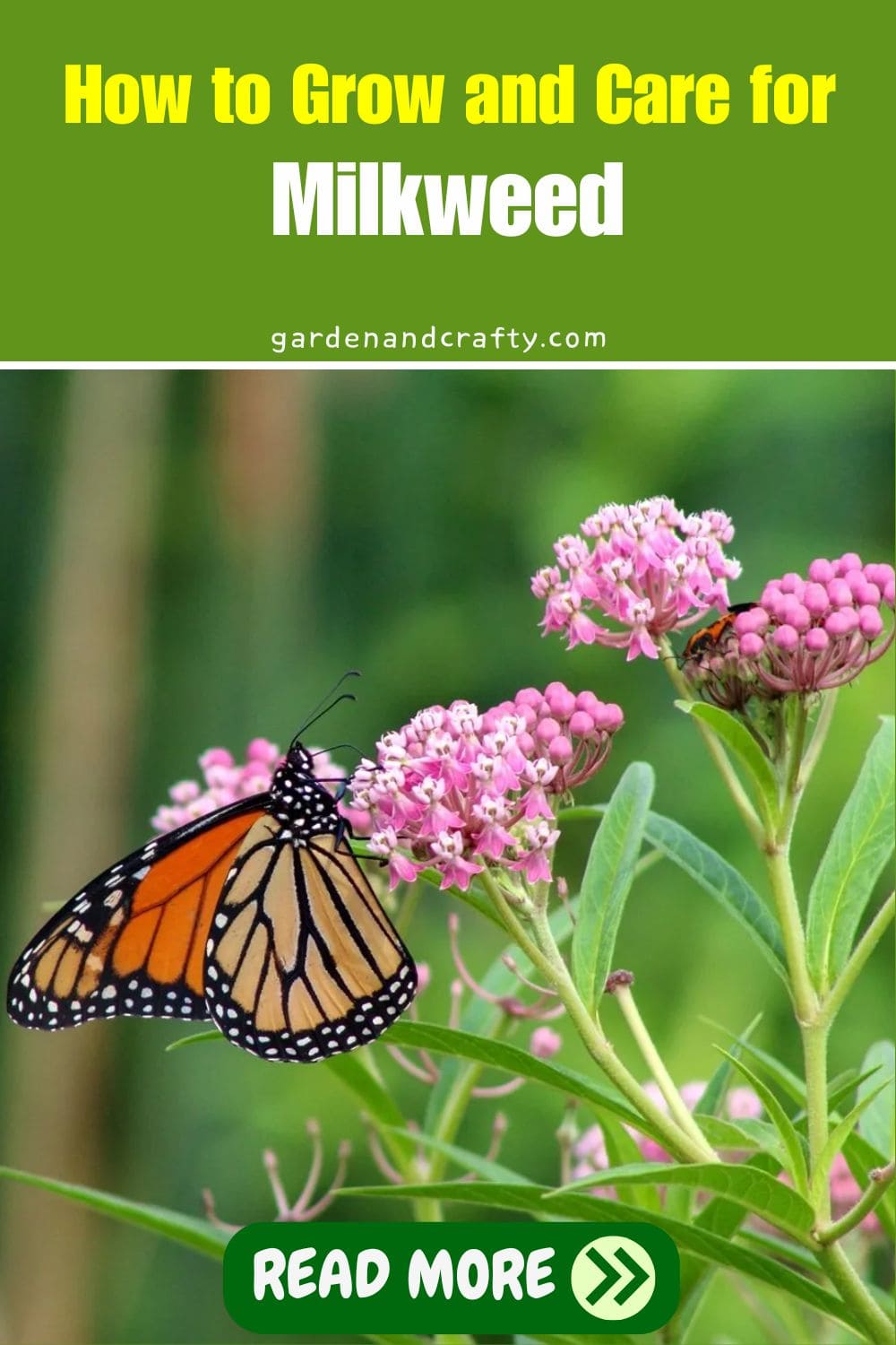 How to Grow and Care for Milkweed