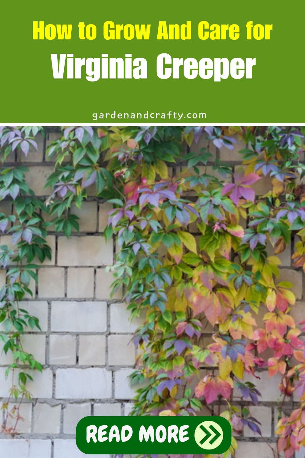 How to Grow and Care for Virginia Creeper